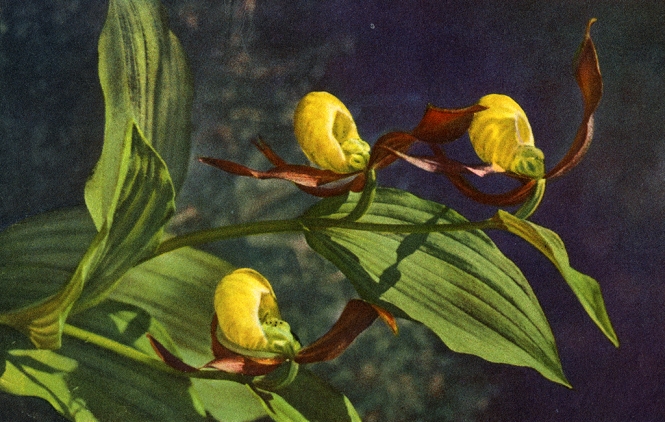 Postcard and sketch from Helen Kendall to Margaret Kenall